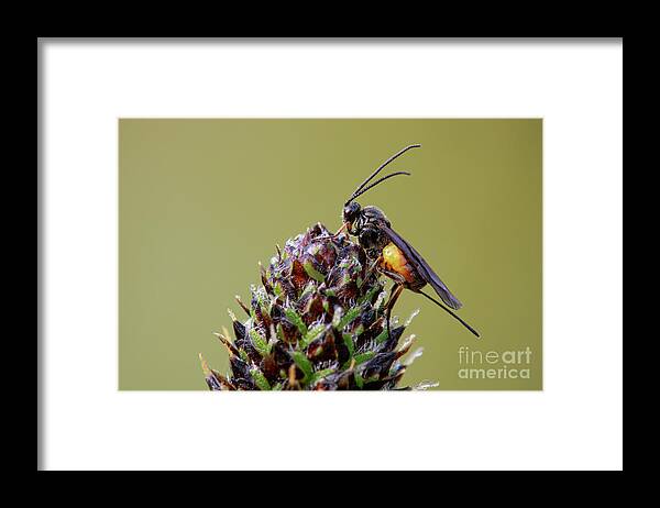 Arthropod Framed Print featuring the photograph Parasitic Wasp by Heath Mcdonald/science Photo Library