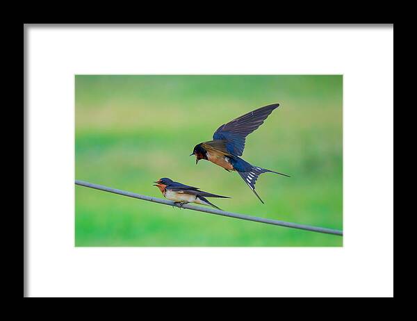 Nature Framed Print featuring the photograph Parenting by Mike He