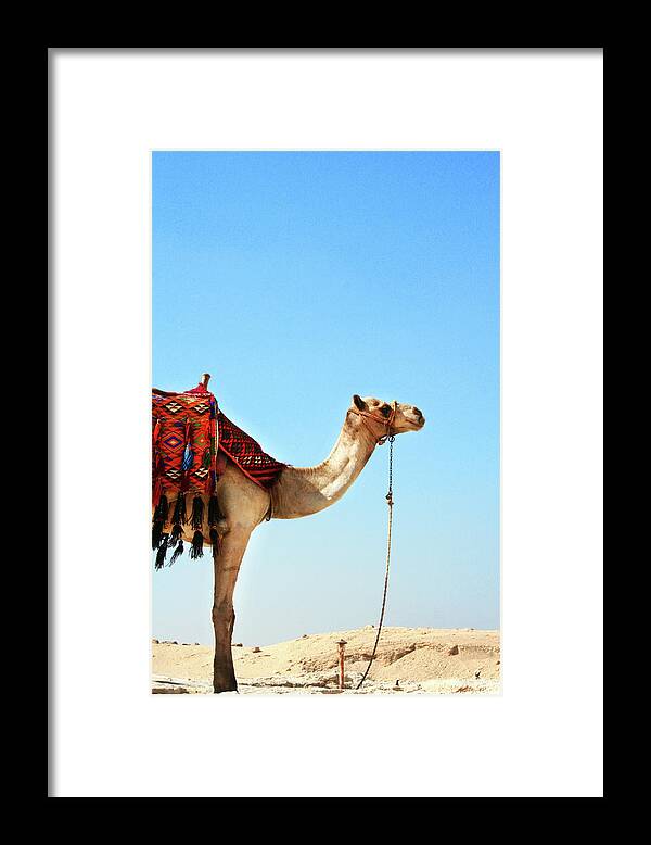 Working Animal Framed Print featuring the photograph Parked Camel by Sofie Sharom Photography