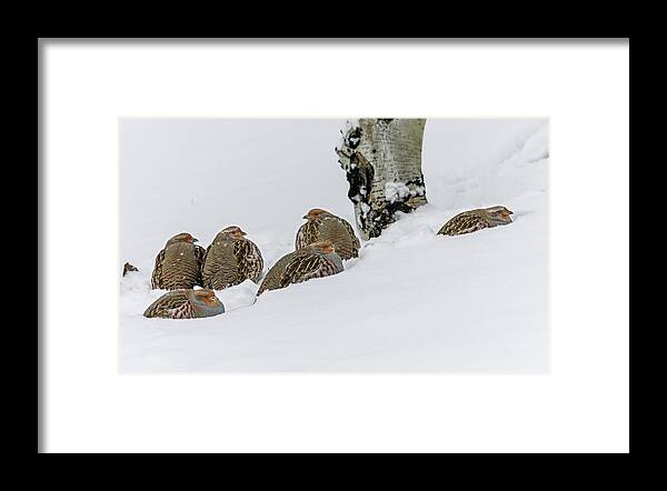 Partridge Framed Print featuring the photograph Partridges by Ronnie And Frances Howard