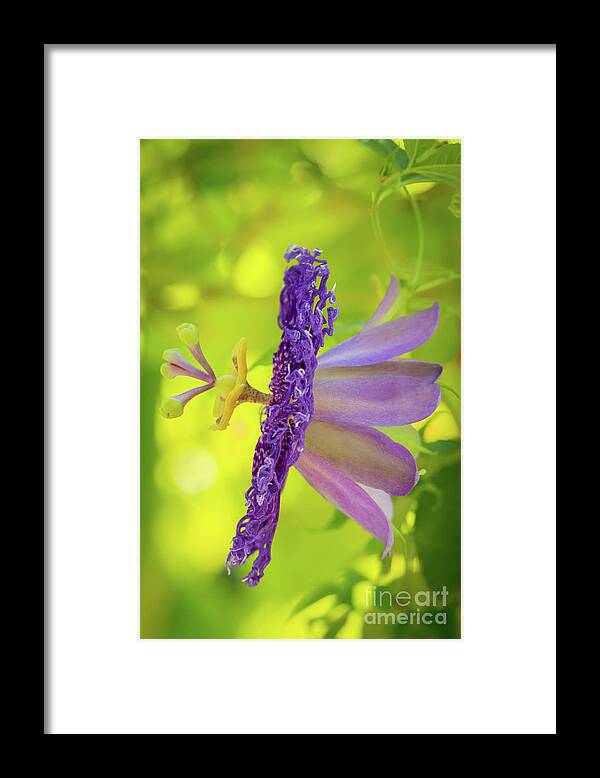 Artsy Framed Print featuring the photograph Passionate Purple Passiflora by Sabrina L Ryan