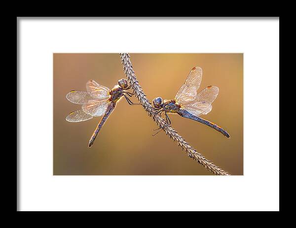 Dragonfly Framed Print featuring the photograph Pastel Colors by Petar Sabol