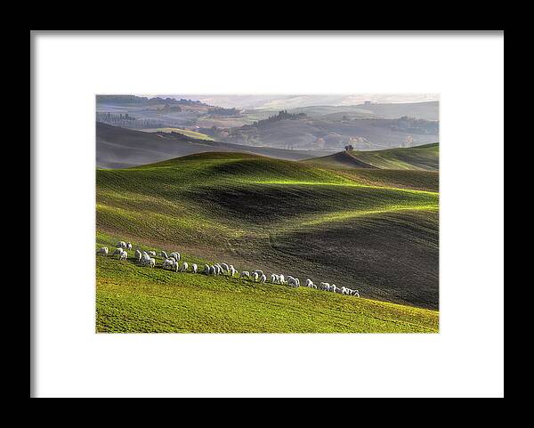 Sheep Framed Print featuring the photograph Pastoral by Roman Lipinski 