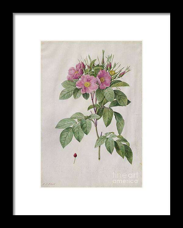 Outdoors Framed Print featuring the drawing Pasture Rose Rosa Carolina Corymbosa by Heritage Images
