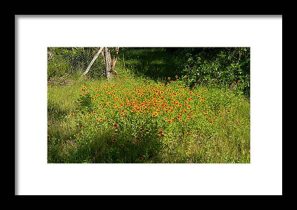 Flower Framed Print featuring the photograph Patch of Summer Colors by Ivars Vilums