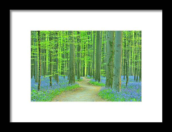 Scenics Framed Print featuring the photograph Path Through Bluebells Forest by Raimund Linke