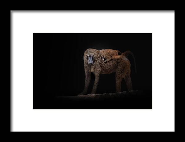Low-key Framed Print featuring the photograph Paviane by Kamera