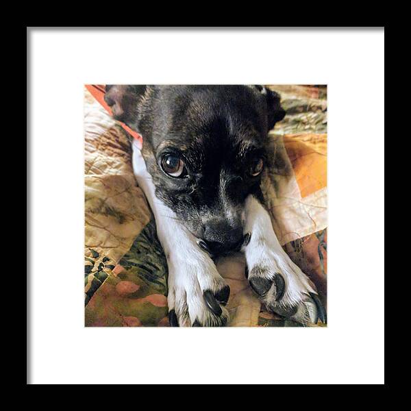 Puppy Framed Print featuring the photograph Paws by Misty Morehead