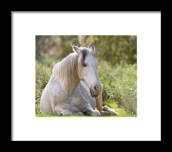 Wild Horses Framed Print featuring the photograph Peaceful by Mary Hone