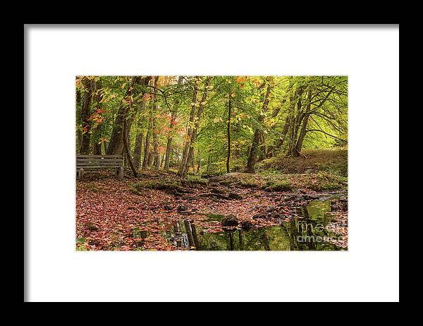 Maine Framed Print featuring the photograph Peaceful Woods by Karin Pinkham