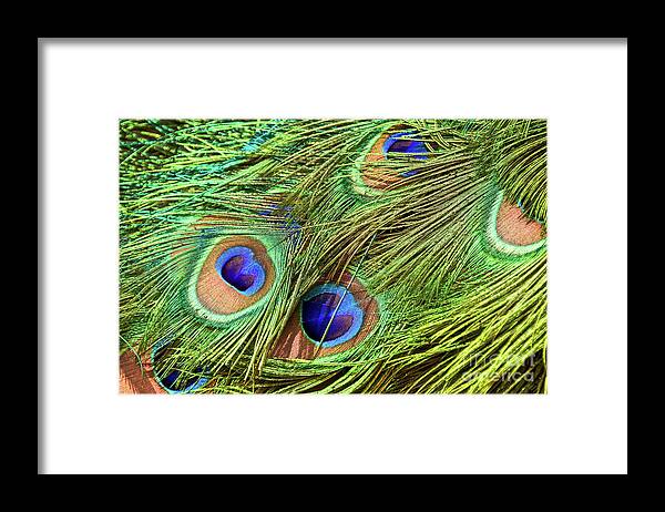 Peacock Framed Print featuring the photograph Peacock feathers by Delphimages Photo Creations