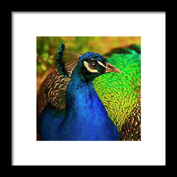 Animal Themes Framed Print featuring the photograph Peacock by Michael Lawenko Dela Paz
