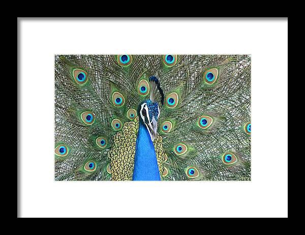 Animal Themes Framed Print featuring the photograph Peacock by Pravin Indrekar
