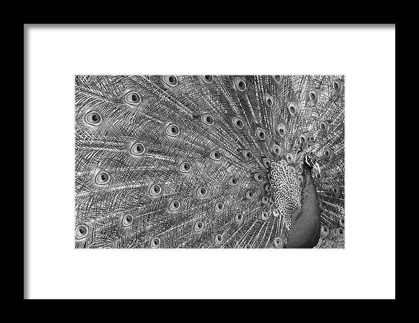 Tail Framed Print featuring the photograph Peacock Three by Ann Bridges