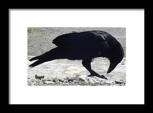 Raven. Black Framed Print featuring the photograph Peck by Fred Bailey