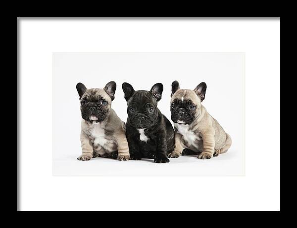 Pets Framed Print featuring the photograph Pedigree French Bulldog Puppies In A by Andrew Bret Wallis