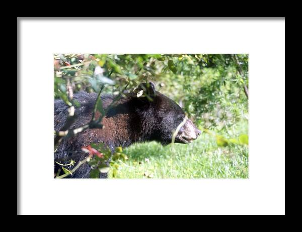 Florida Framed Print featuring the photograph Peek A Boo Bear by Lindsey Floyd