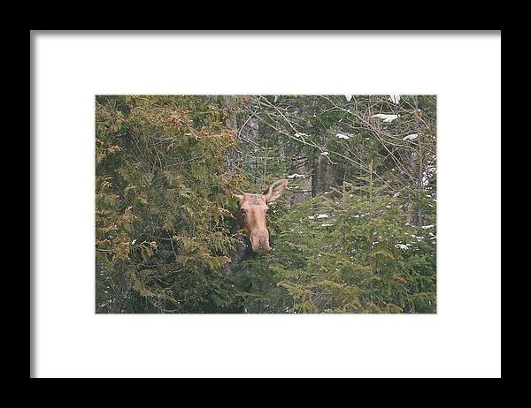 Moose Framed Print featuring the photograph Peek-a-boo by David Porteus