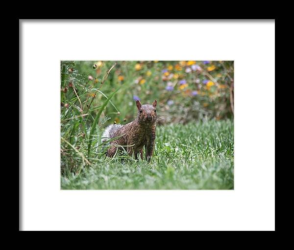 Fox Squirrel Framed Print featuring the photograph Peeking Squirrel by Don Northup