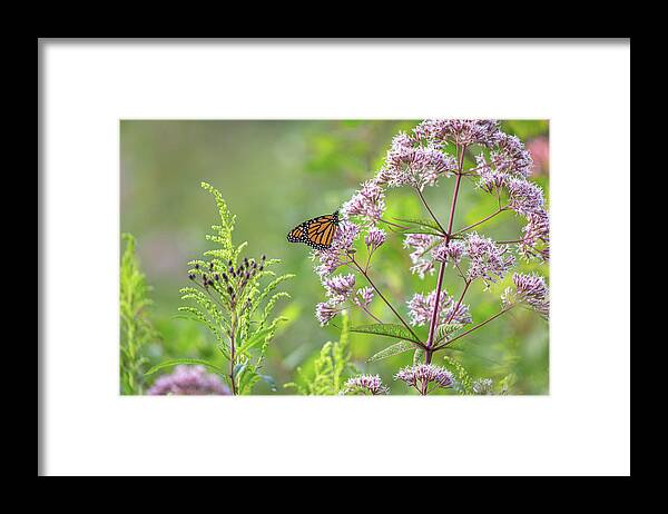 Nature Framed Print featuring the photograph Peering Into Nature by Dale Kincaid
