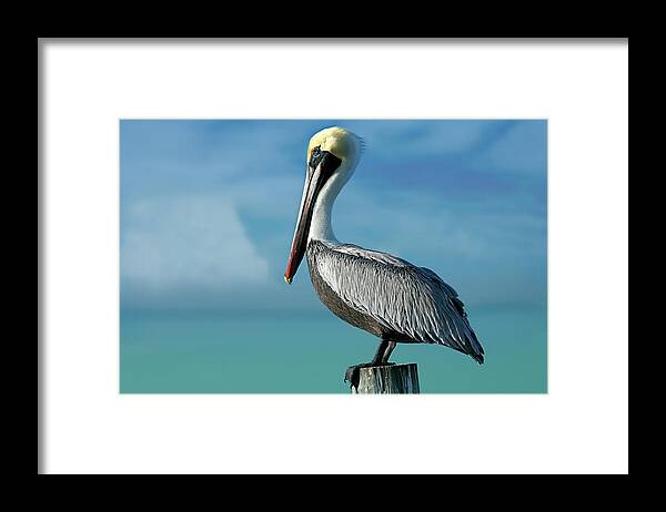 Pelican 8641 Framed Print featuring the painting Pelican 8641 by Mike Jones Photo