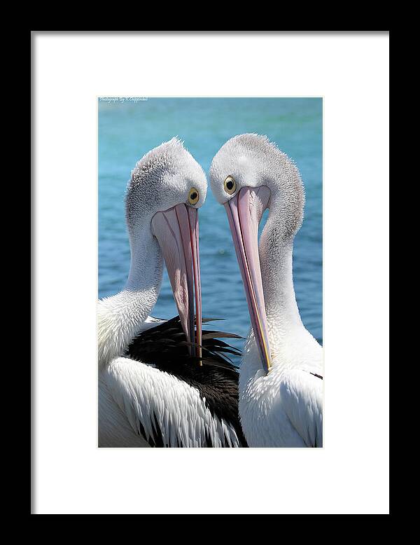 Pelican Love Framed Print featuring the digital art Pelican love 06163 by Kevin Chippindall