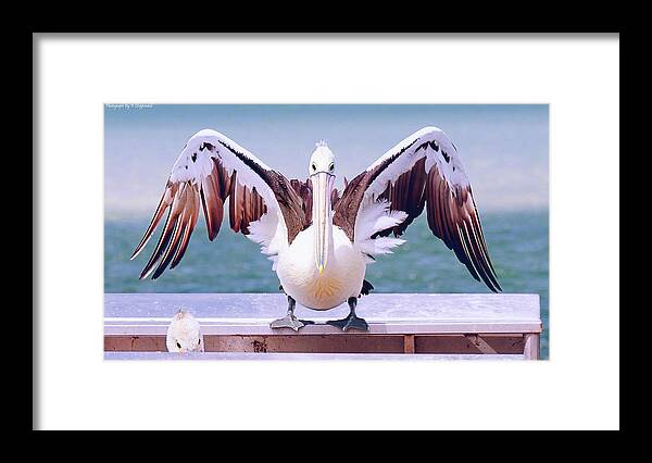 Pelicans Framed Print featuring the digital art Pelican wings of beauty 9724 by Kevin Chippindall