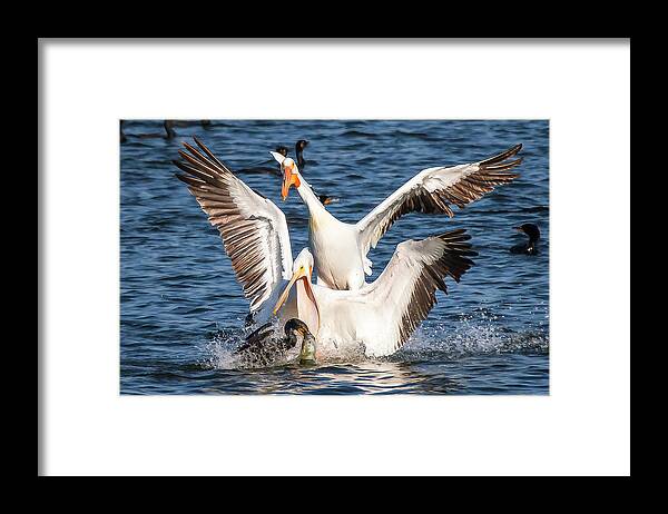 Pelicans Framed Print featuring the photograph Pelicans after Fish by David Wagenblatt
