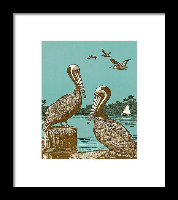 Animal Framed Print featuring the drawing Pelicans by CSA Images