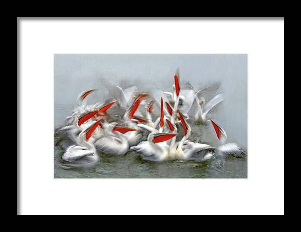 Pelicans Framed Print featuring the photograph Pelicans In Motion Blur by Xavier Ortega