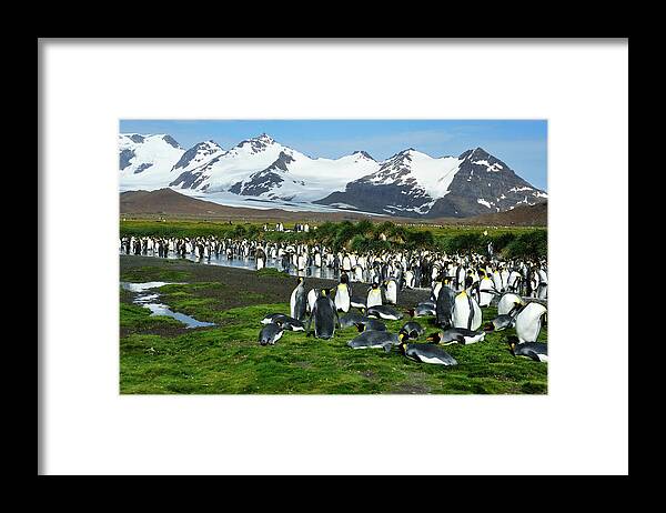 Grass Framed Print featuring the photograph Penguin Colony by Tcyuen