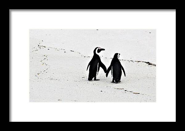 Penguins Framed Print featuring the photograph Penguin Couple by FD Graham