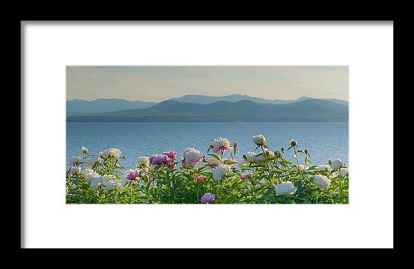 Peonies Framed Print featuring the photograph Peonies by Ann Moore