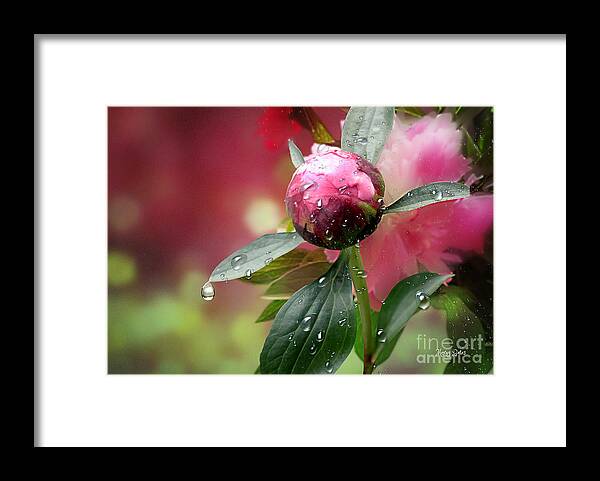 Refractions Framed Print featuring the mixed media Peony Bud and Refractions by Morag Bates