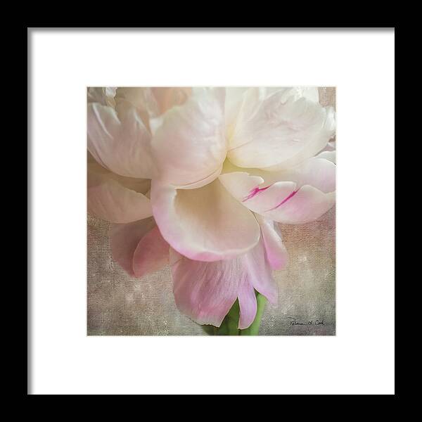 Peony Essence Framed Print featuring the photograph Peony Essence Square Image by Bellesouth Studio