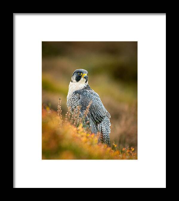 Nature Framed Print featuring the photograph Peregrine In Heather by Feargalq