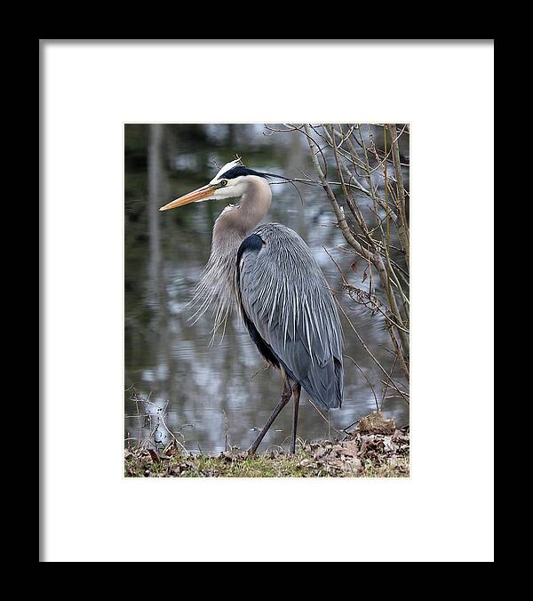 Great Blue Heron Framed Print featuring the photograph Perfect Pose by Doris Potter
