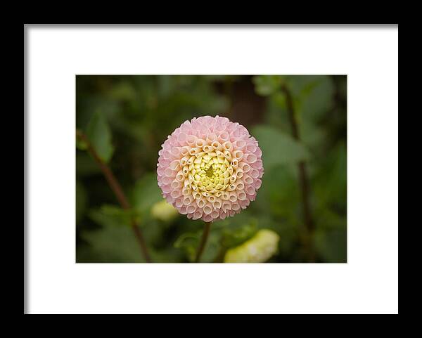 Dahlia Framed Print featuring the photograph Petite Pink by Brian Eberly