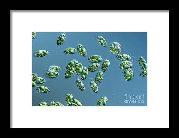 Light Micrograph Framed Print featuring the photograph Phacus Algae by Frank Fox/science Photo Library