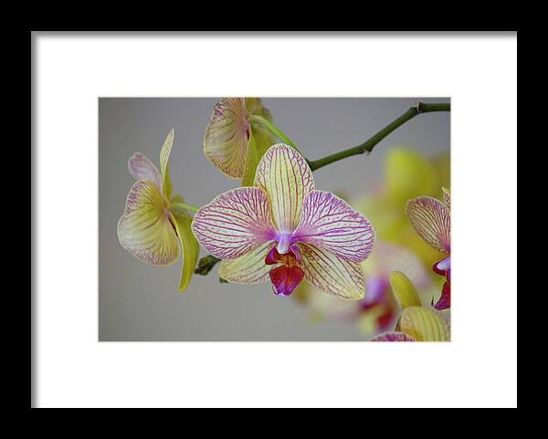 Petal Framed Print featuring the photograph Phalaenopsis Orchid by Jim Mckinley