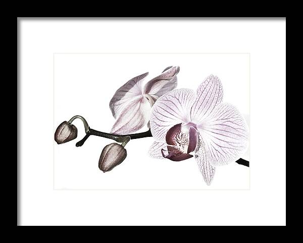 Desaturated Framed Print featuring the photograph Phalaenopsis Orchid Retouched by Maryann Flick