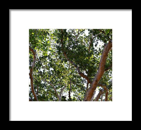 Tree Framed Print featuring the photograph Photo 66 Tropical Trees by Lucie Dumas