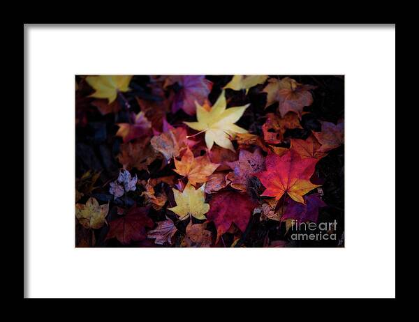 Botanical Framed Print featuring the photograph Pick a Color by Venetta Archer