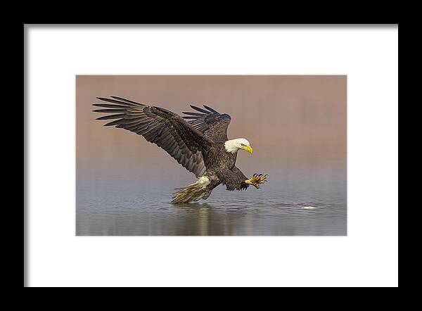 Nature Framed Print featuring the photograph Pick Up The Breakfast by Mountain Cloud