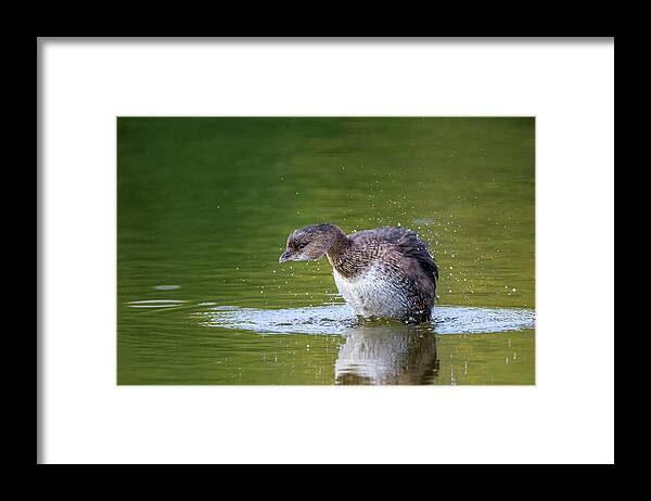Pied-billed Grebe Framed Print featuring the photograph Pied-billed Grebe 2766-120118-1cr by Tam Ryan