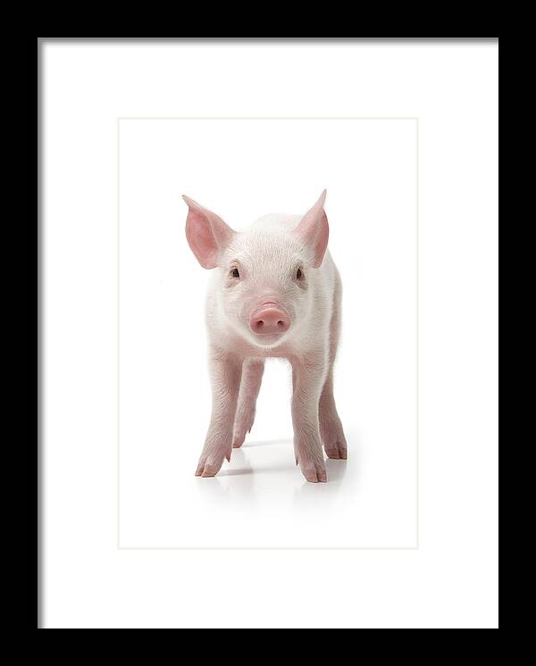 Pig Framed Print featuring the photograph Pig Standing, Front View, White by Digital Zoo