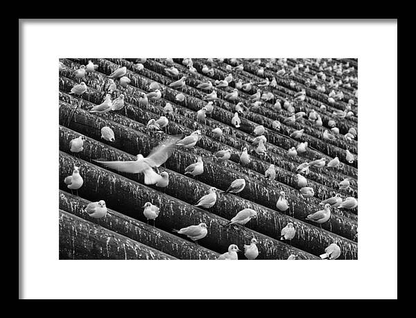 White Framed Print featuring the photograph Seagulls by Martin Vorel Minimalist Photography