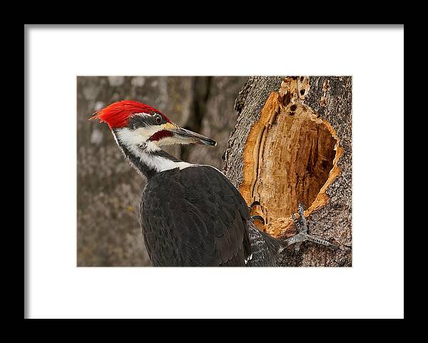 Nature Framed Print featuring the photograph Pileated Woodpecker Foraging by Lucie Gagnon