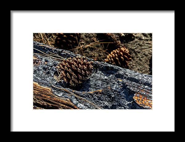 Mammoth Lakes Framed Print featuring the photograph Pine Cone on Charred Wood by Kelley King