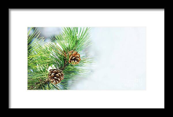 Pine Framed Print featuring the photograph Pine Cone On Fir Tree Brunch Under Snow by Jelena Jovanovic